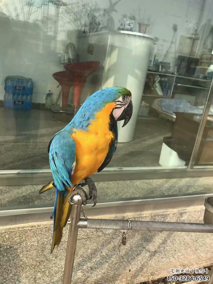 承接鸚鵡雕塑，鳥禽擺件，彩繪仿真工藝